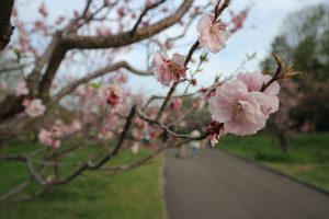 【2018年】札幌市平岡公園の梅の開花状況とおすすめ駐車場