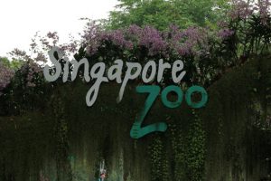 シンガポール動物園の入場券はどのチケットを買うのがオトク?